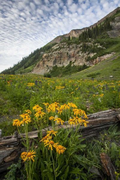 Colorado, Crested Butte Wildflowers and old log